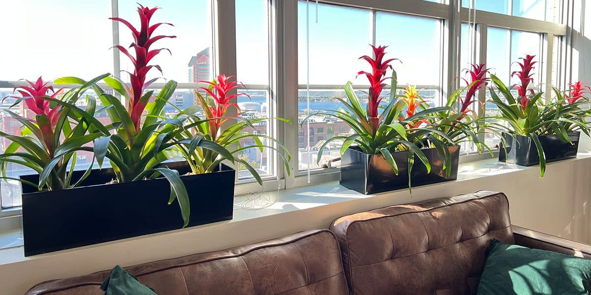 From Spartan to Sprouting: How Plants Breathe Life into the Response Labs Baltimore Office