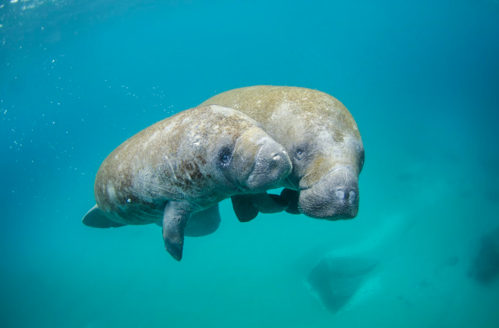 A manatee swimming - what can they teach us about data storytelling?